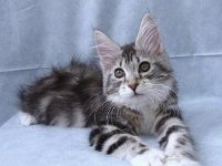 Silver Tabby and White 1c